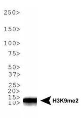 Western Blot: Histone H3 [Dimethyl Lys9] AntibodyBSA Free [NB21-1072]